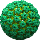 HPV11