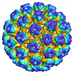 HPV11