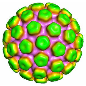HPV16