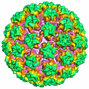 HPV18