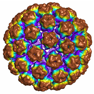 HPV31