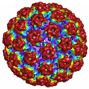 HPV33