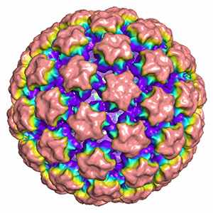 HPV45